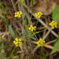 Bupleurum ramosissimum Wight & Arn.